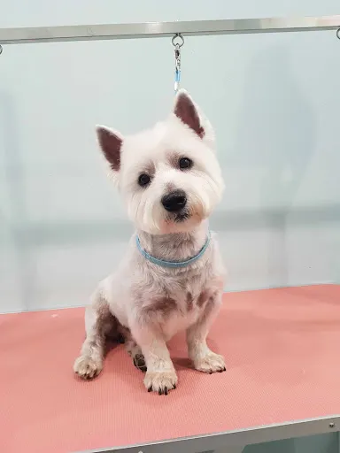 Salon psiej urody "Sznup Dog" Monika Dziura